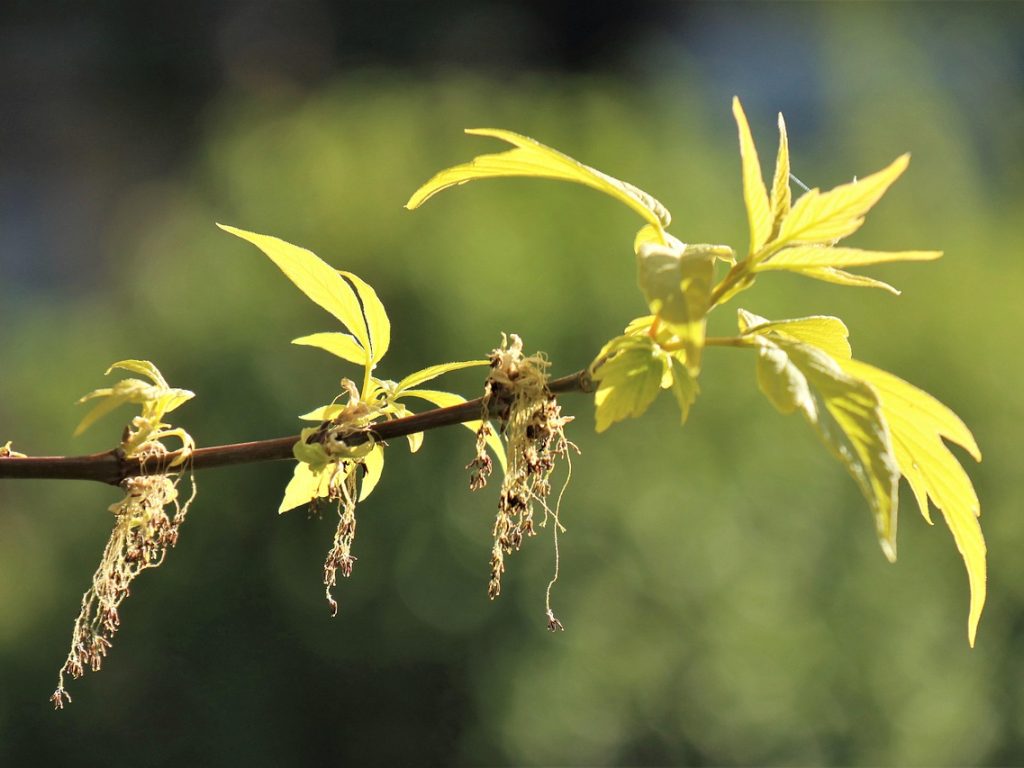 xrp ledger ontvangt noodupdate na ernstige kwetsbaarheid