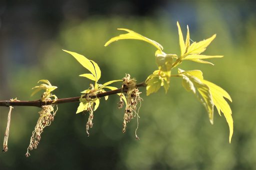 xrp ledger ontvangt noodupdate na ernstige kwetsbaarheid