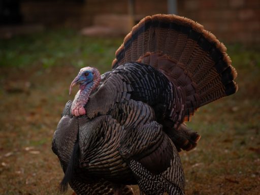 Tom Lee’s Bitmine doet grootste Ethereum-aankoop van het jaar