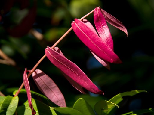 groei van cryptocurrency in australië en de uitdagingen van de sector