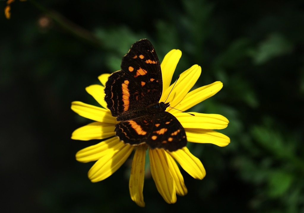 Grayscale vraagt goedkeuring aan voor Polkadot ETF bij SEC