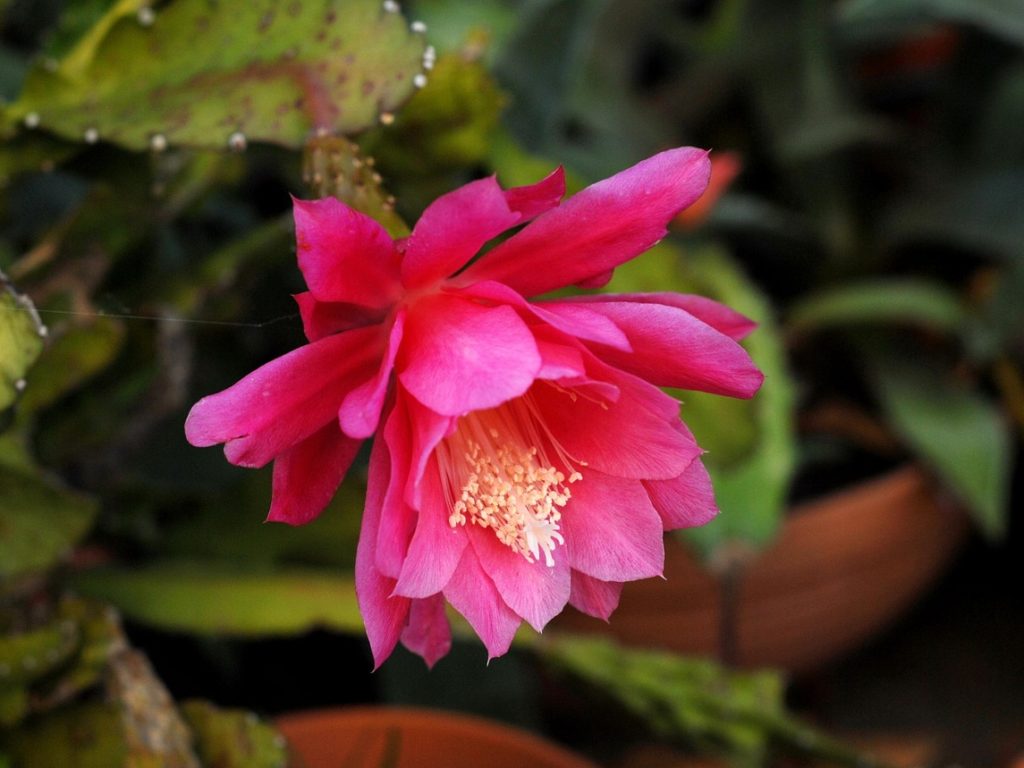 Toekomstverwachtingen voor de XRP koers in 2027