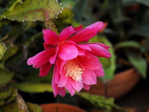 Toekomstverwachtingen voor de XRP koers in 2027