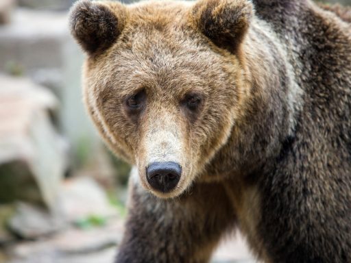 Bitcoin koers onder invloed van economische data en geopolitieke spanningen