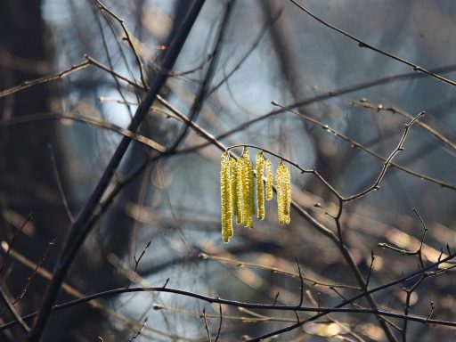 Impact van de recente ontwikkelingen op de Amerikaanse arbeidsmarkt op Bitcoin