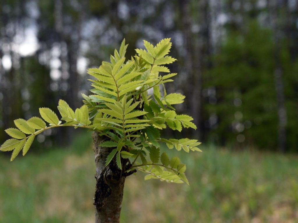 Groei en ontwikkelingen in het XRP-ecosysteem