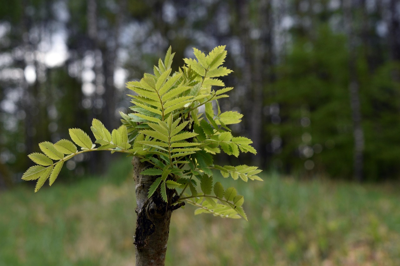 Groei en ontwikkelingen in het XRP-ecosysteem