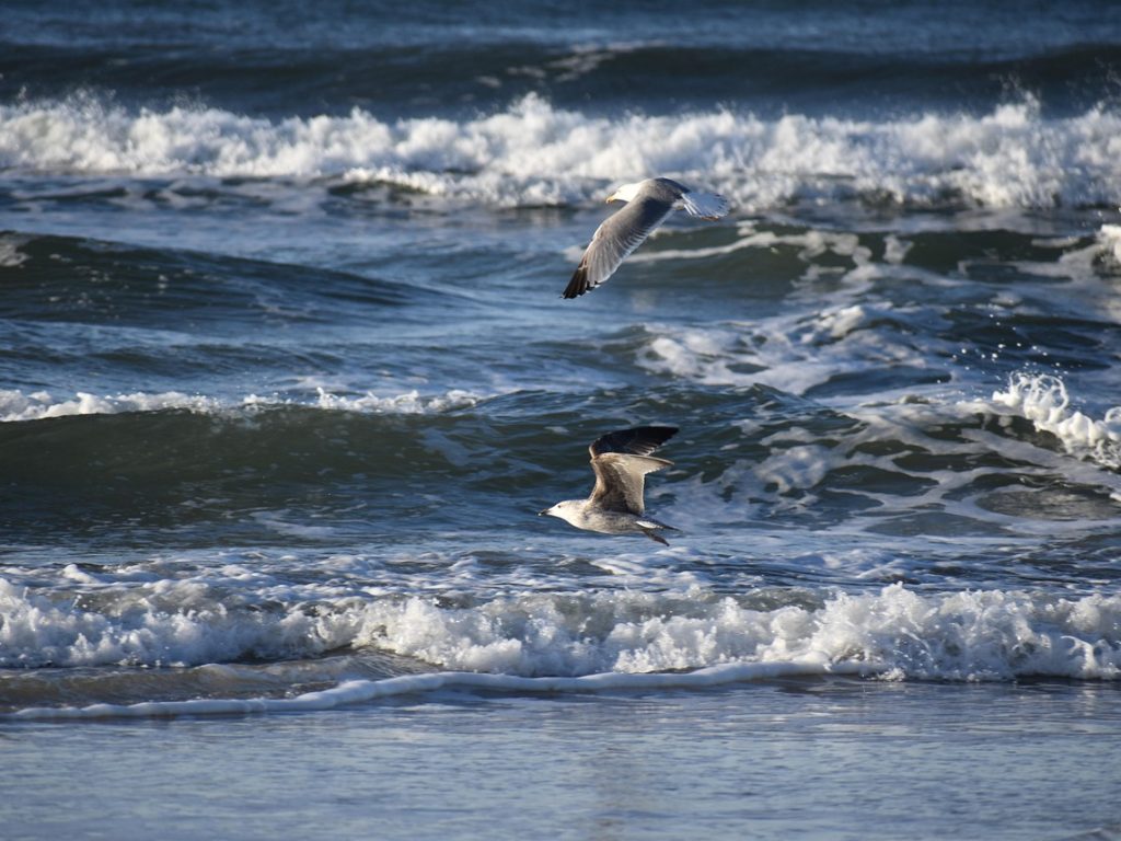 Nieuwe digitale dollar USDsui gelanceerd binnen Sui ecosysteem