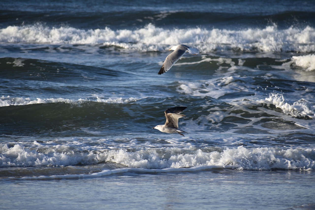 Nieuwe digitale dollar USDsui gelanceerd binnen Sui ecosysteem