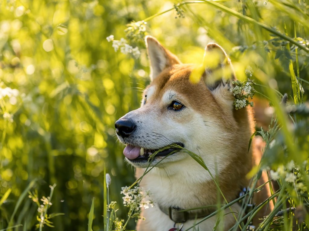 Shiba Inu koers stijgt met 36% door Zuid-Koreaanse investeerders