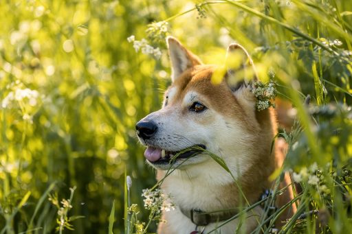 Shiba Inu koers stijgt met 36% door Zuid-Koreaanse investeerders