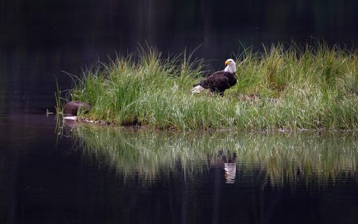 Canada introduceert importheffingen als reactie op Amerikaanse maatregelen