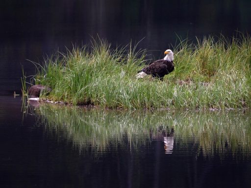 Canada introduceert importheffingen als reactie op Amerikaanse maatregelen