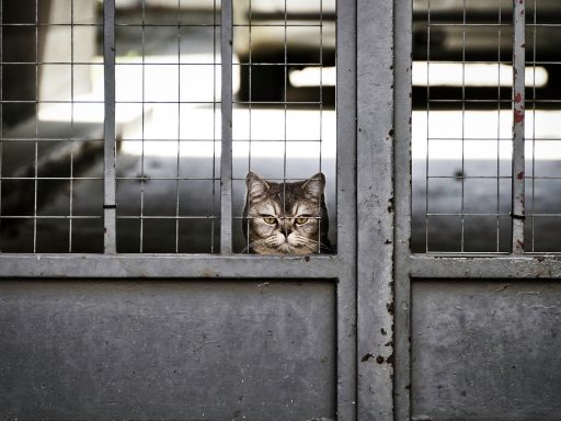 Winstgevende strategieën van hedgefondsen door indexherschikkingen